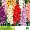 Gladiolus Mixed Economy