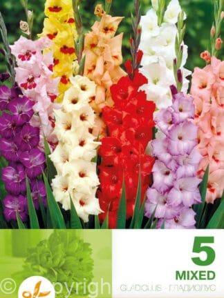 Gladiolus Mixed Economy