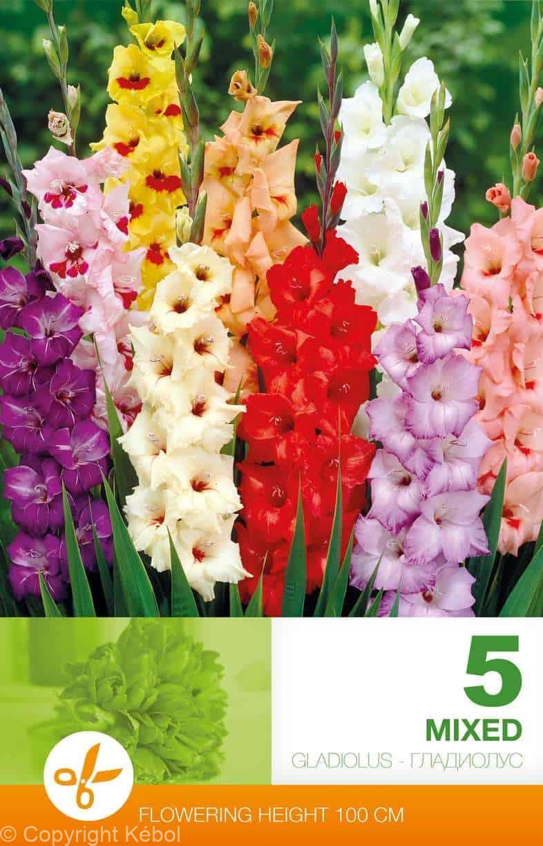 Gladiolus Mixed Economy