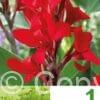 Canna Red