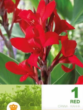 Canna Red