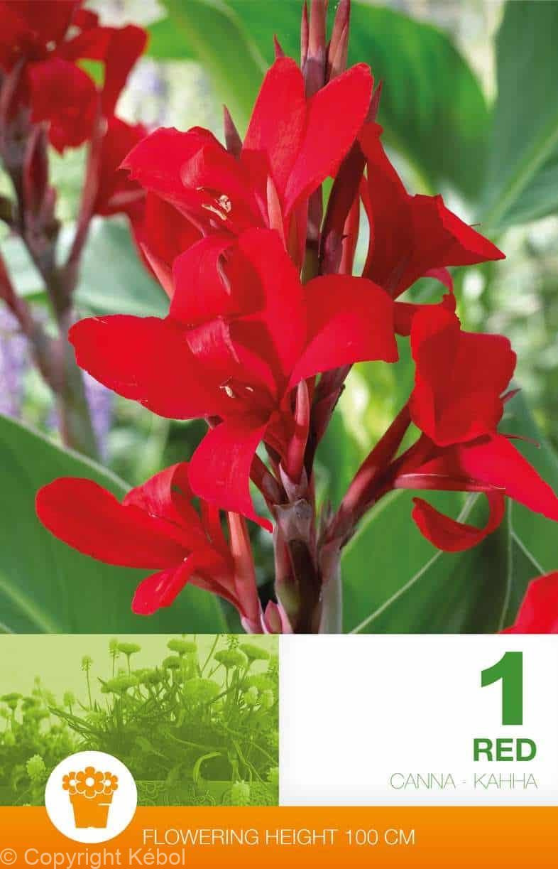 Canna Red