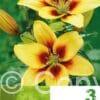 Lilium AS Yellow & Red
