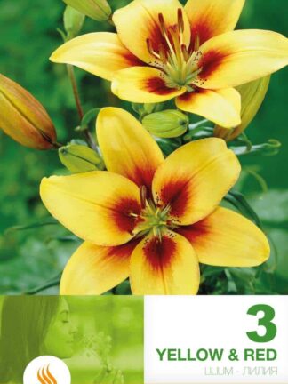 Lilium AS Yellow & Red