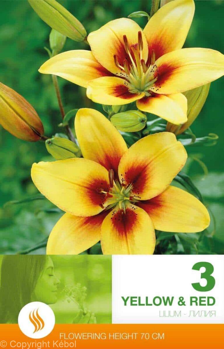 Lilium AS Yellow & Red