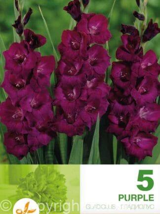 Gladiolus Purple