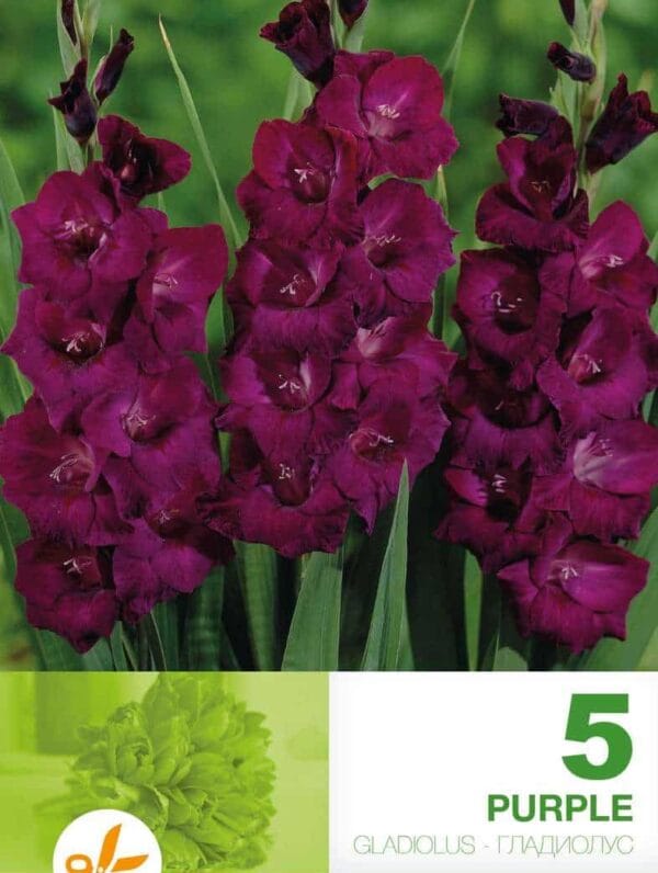 Gladiolus Purple