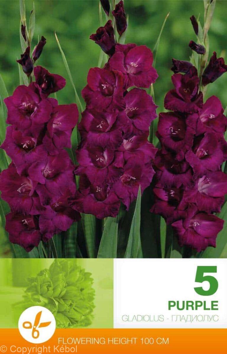 Gladiolus Purple