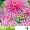 Dahlia Cactus Pink