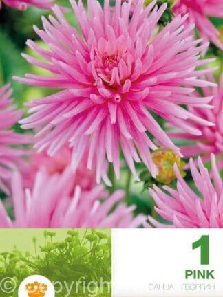 Dahlia Cactus Pink