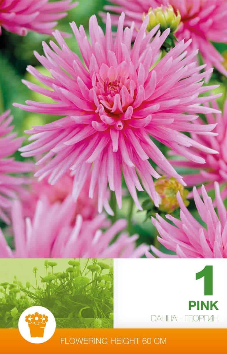 Dahlia Cactus Pink