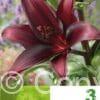 Lilium AS Dark Red