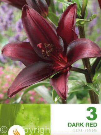 Lilium AS Dark Red