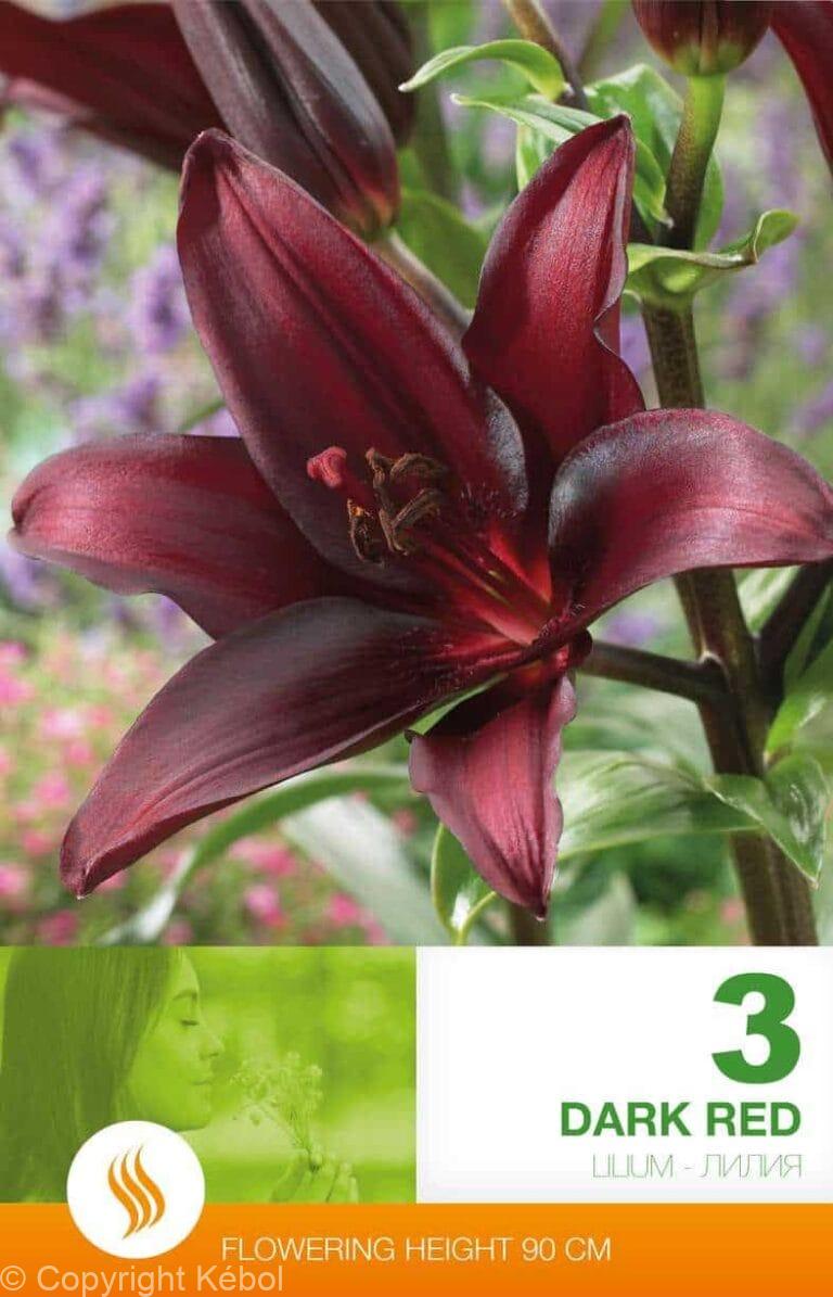 Lilium AS Dark Red