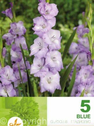 Gladiolus Blue