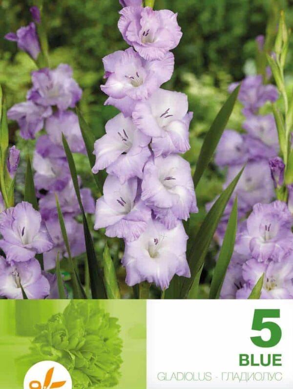 Gladiolus Blue