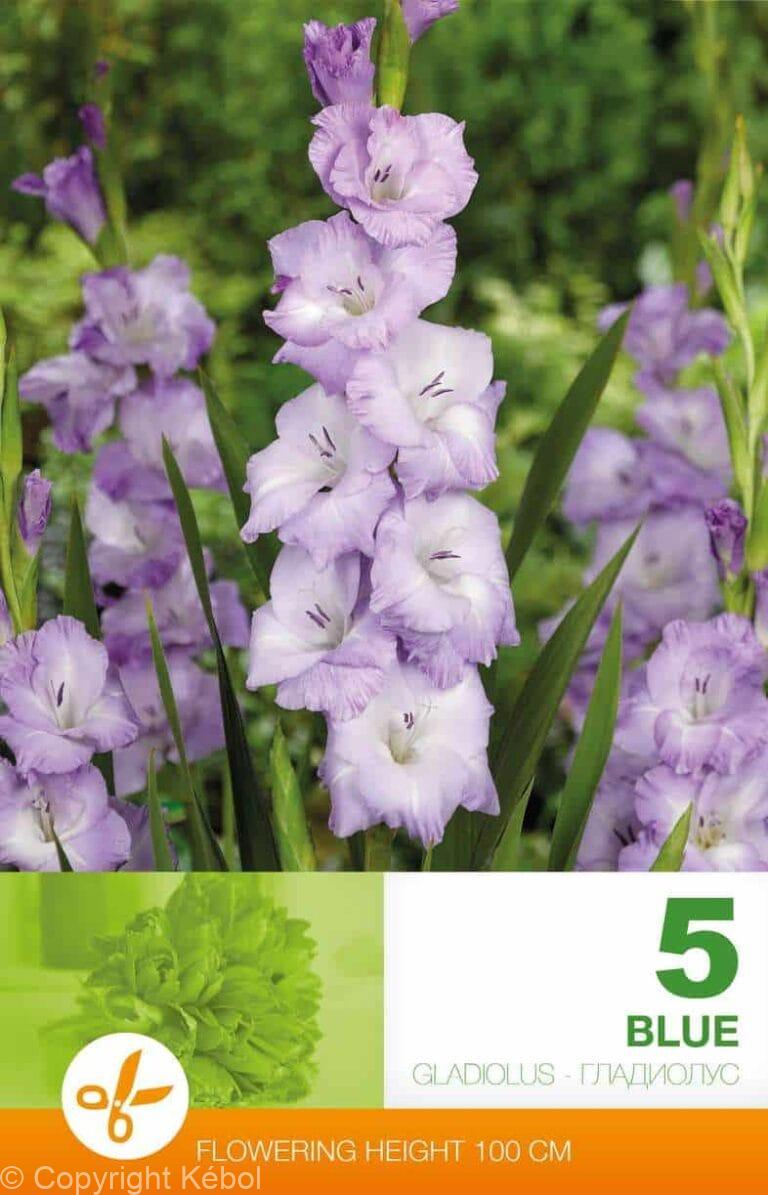 Gladiolus Blue