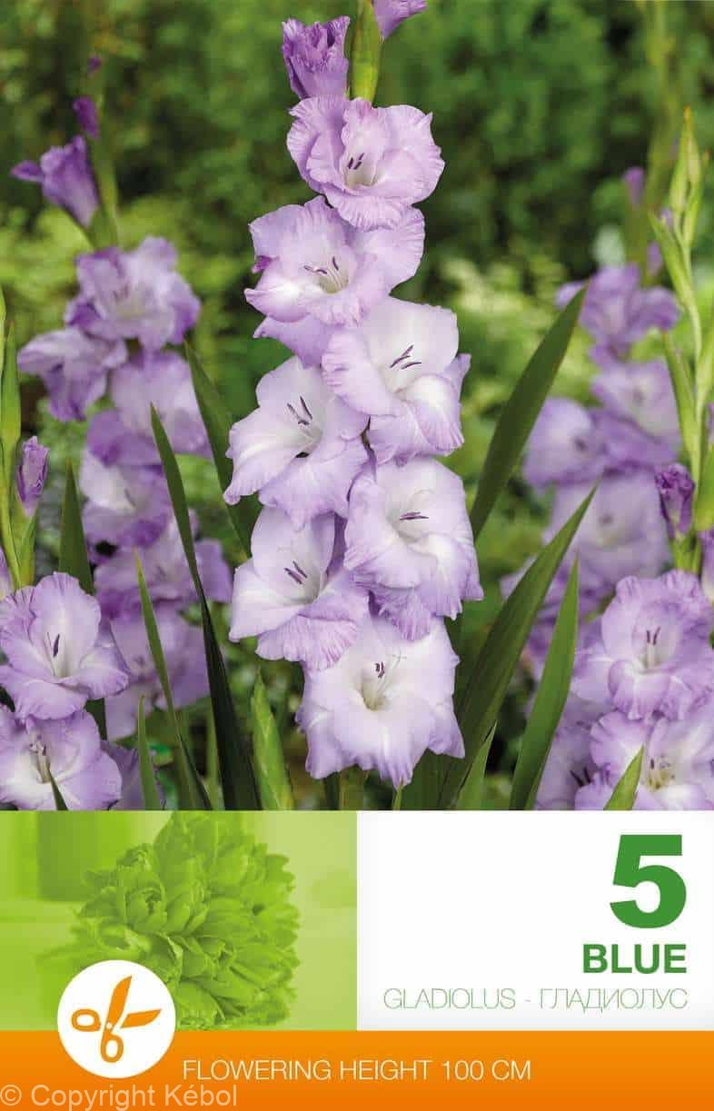 Gladiolus Blue