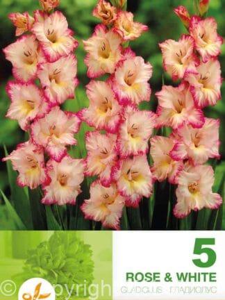 Gladiolus Rose & White