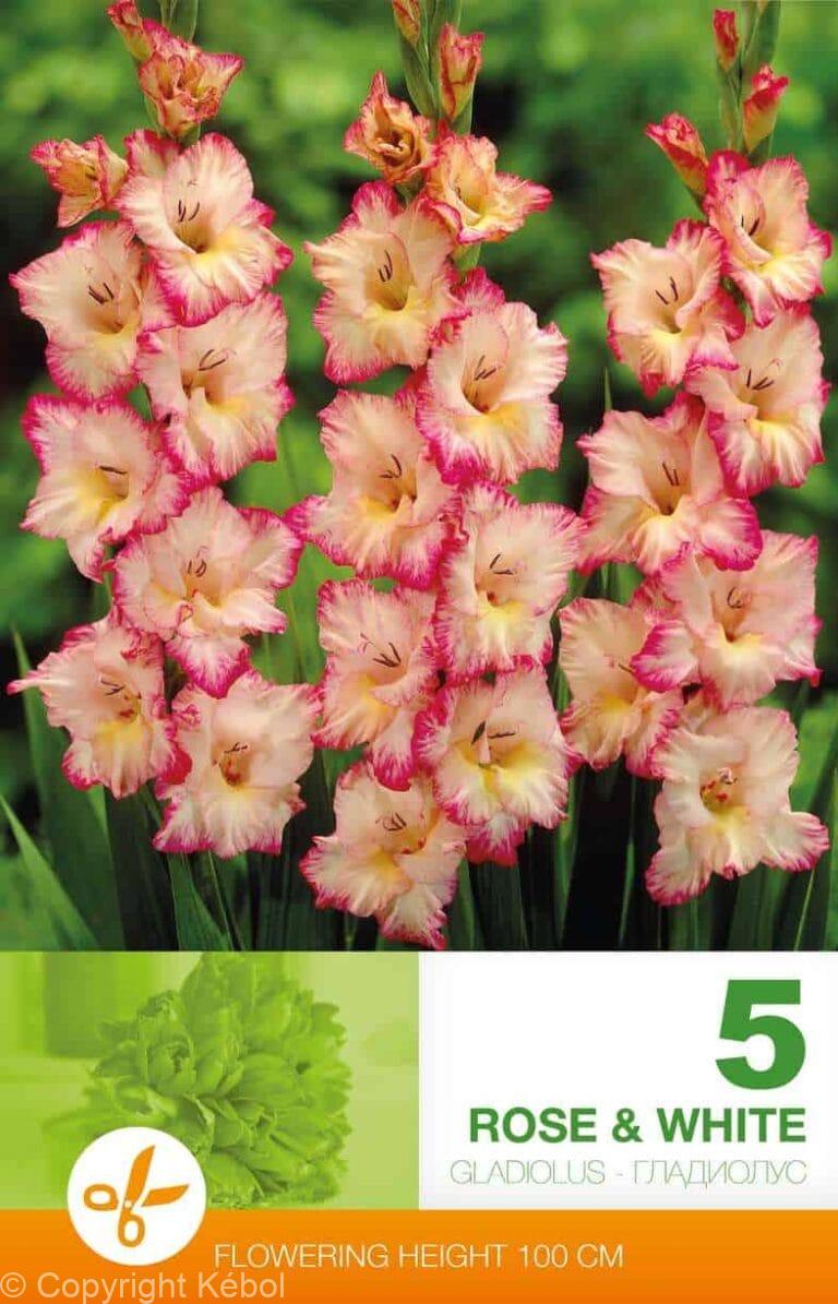Gladiolus Rose & White