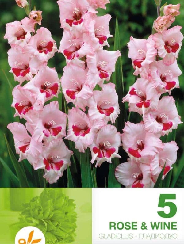 Gladiolus Rose & Wine