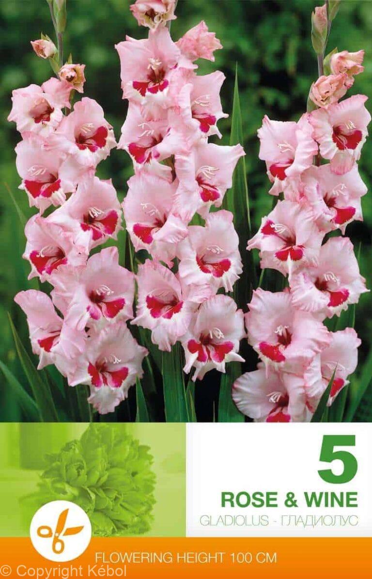 Gladiolus Rose & Wine
