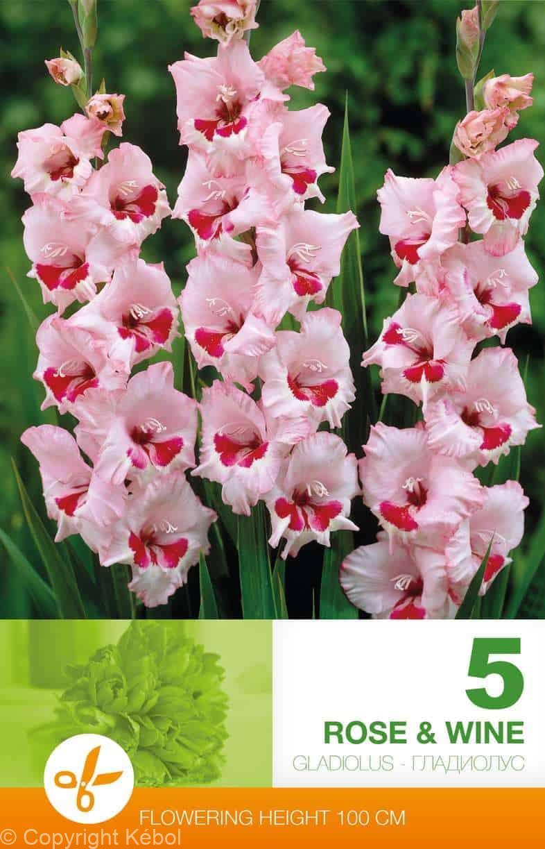 Gladiolus Rose & Wine