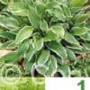 Hosta Green & White