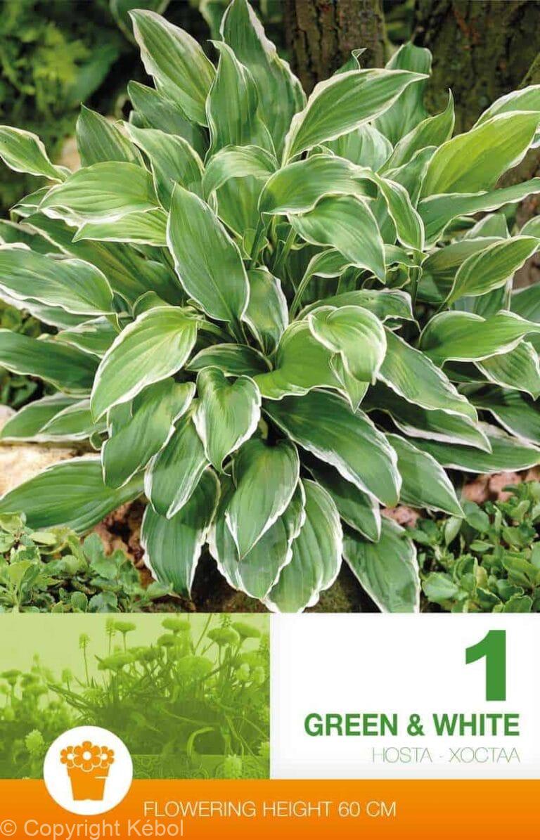 Hosta Green & White