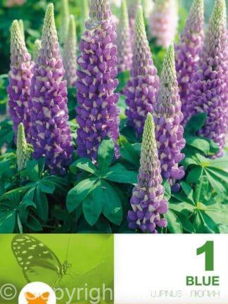 Lupiness Russell Blue