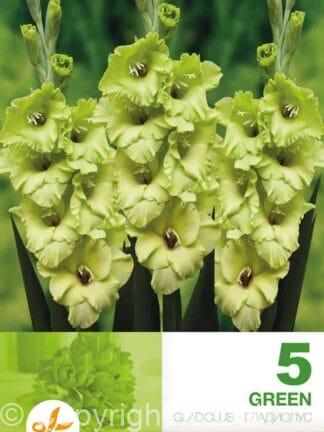 Gladiolus Green
