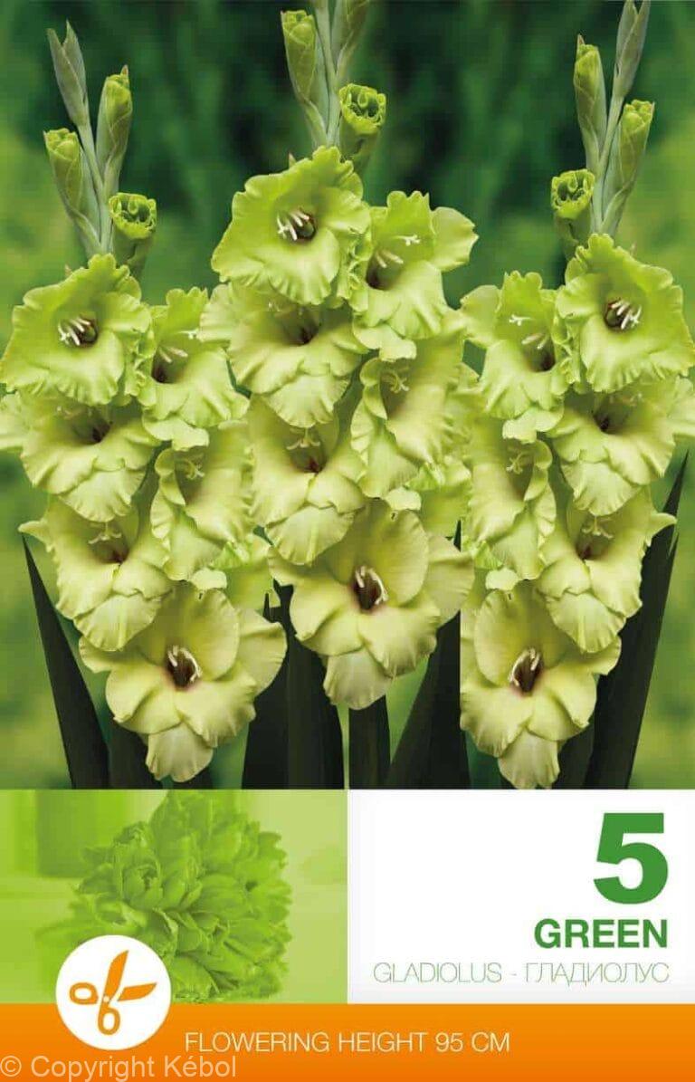 Gladiolus Green