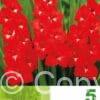 Gladiolus Red & White