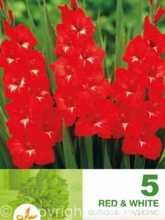 Gladiolus Red & White