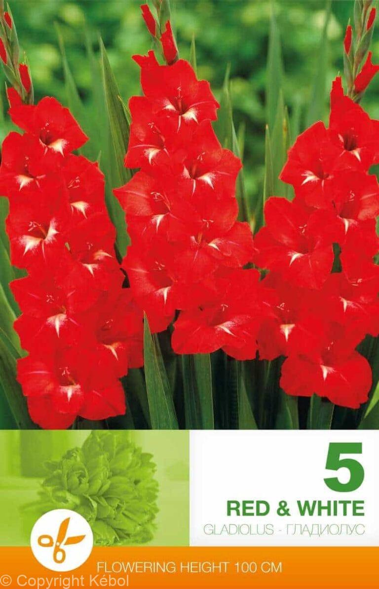 Gladiolus Red & White