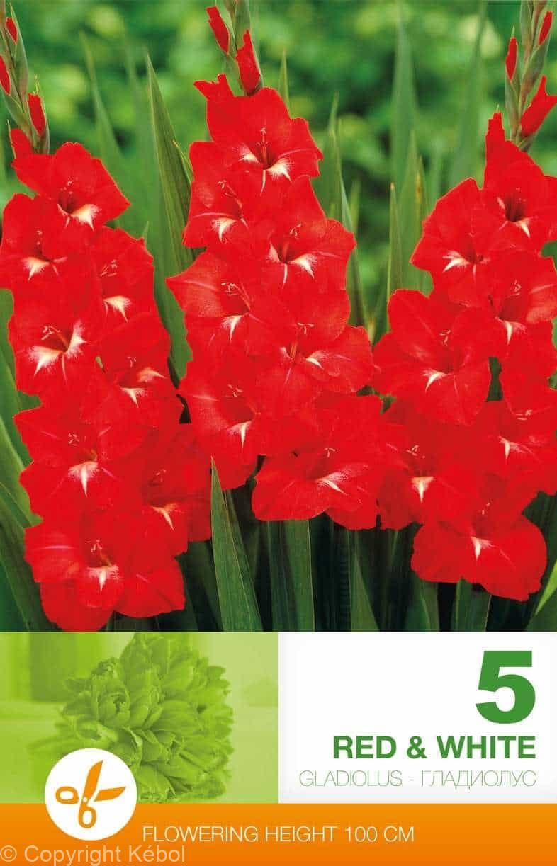 Gladiolus Red & White