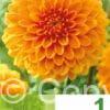 Dahlia Decorative Orange