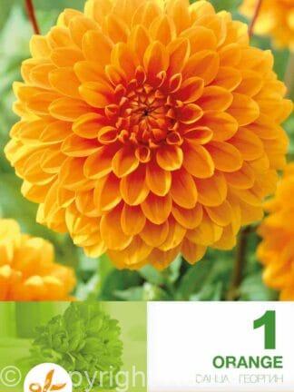 Dahlia Decorative Orange