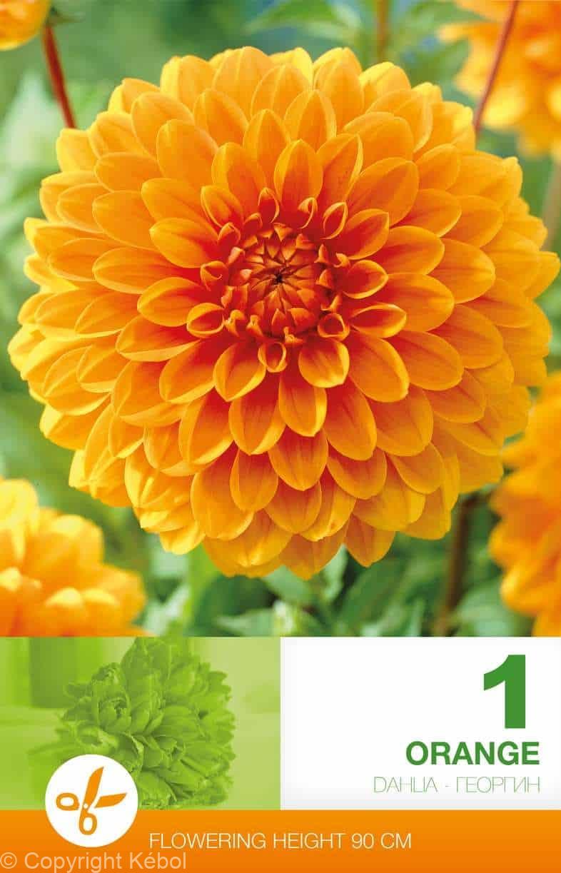 Dahlia Decorative Orange