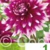 Dahlia Decorative Purple & White