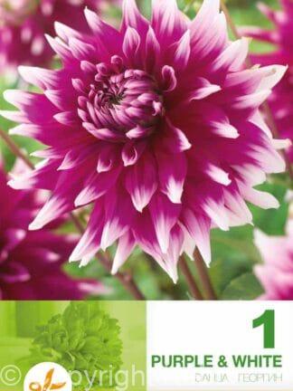 Dahlia Decorative Purple & White