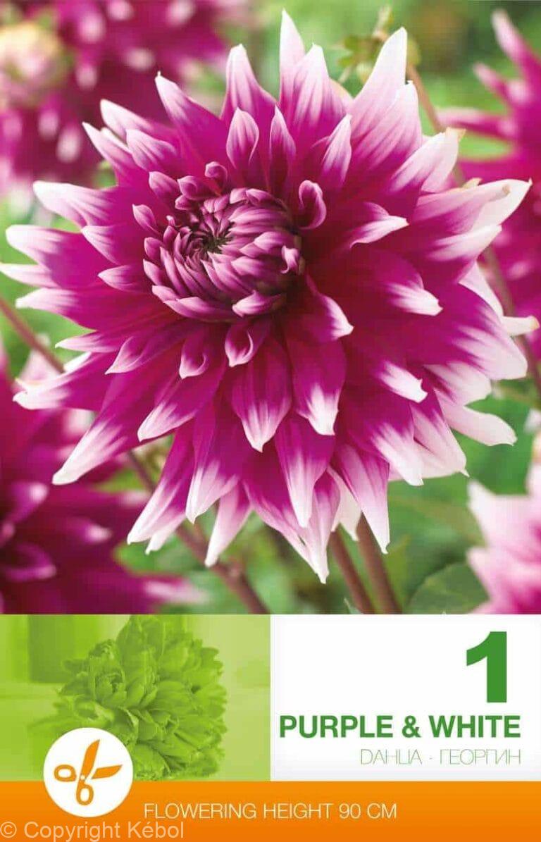 Dahlia Decorative Purple & White