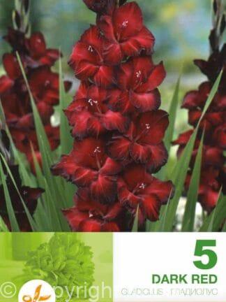 Gladiolus Dark Red