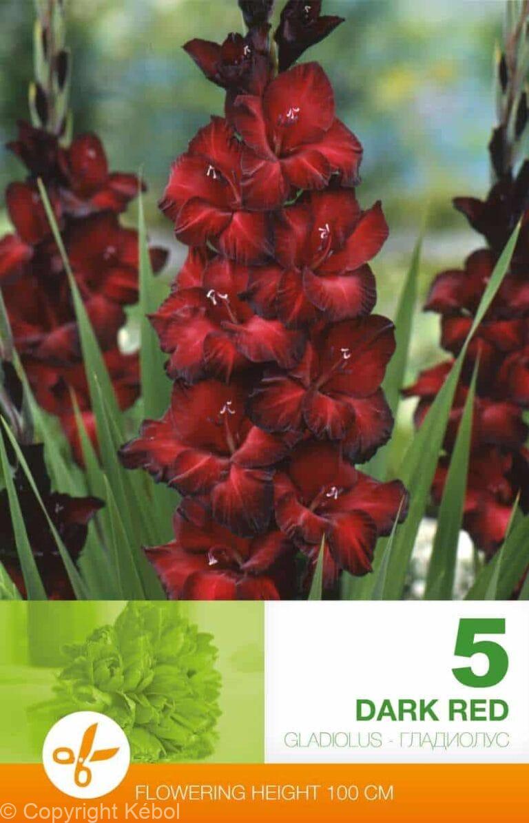 Gladiolus Dark Red