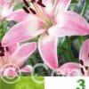 Lilium AS Pink & White