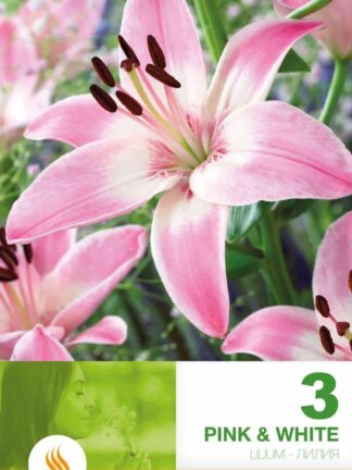 Lilium AS Pink & White
