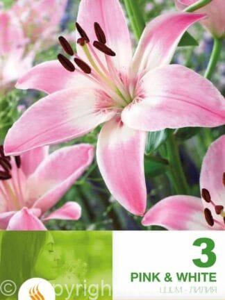 Lilium AS Pink & White