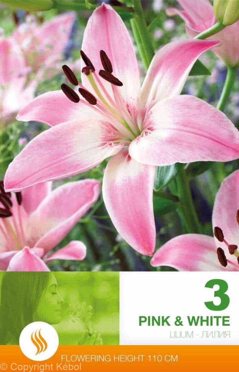 Lilium AS Pink & White