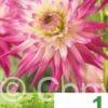 Dahlia Cactus Pink & White