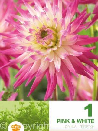 Dahlia Cactus Pink & White